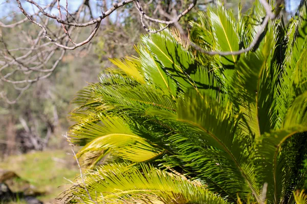 a aerial view of a house with a tree