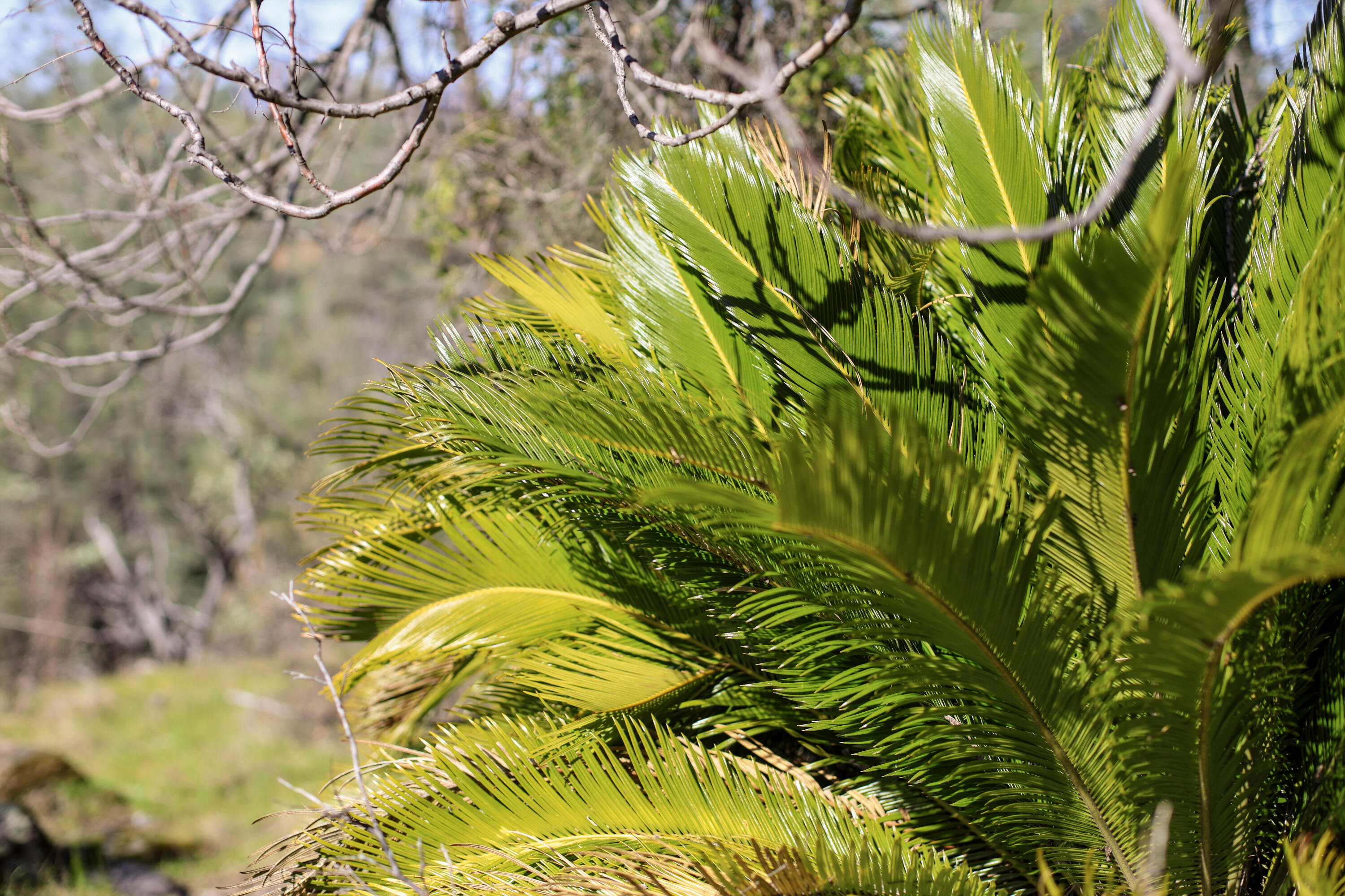 7555 Clear Canyon Road Redding, CA 96001 - Photo 16 of 30 13-IMG_8352