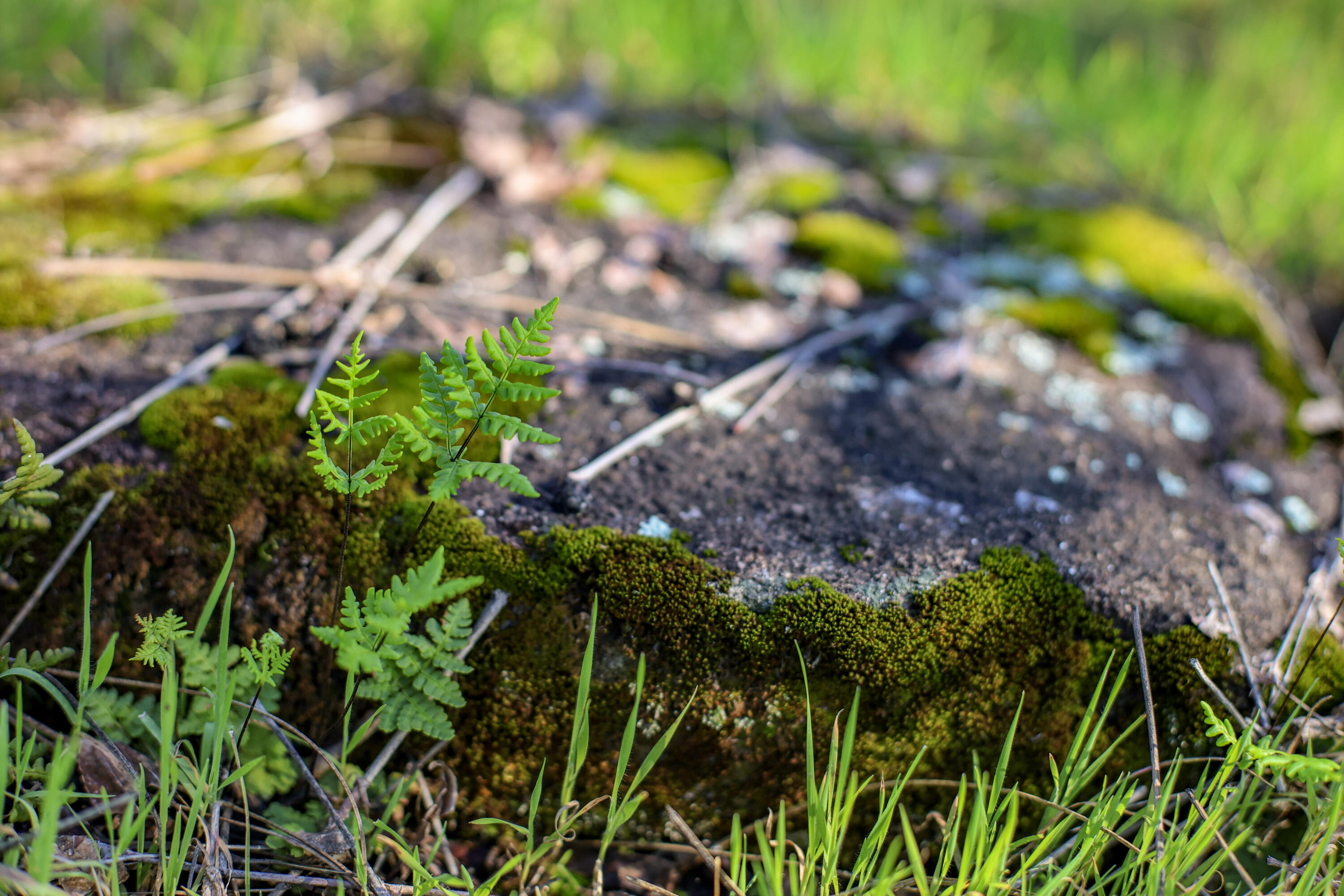 7555 Clear Canyon Road Redding, CA 96001 - Photo 18 of 30 15-IMG_8356