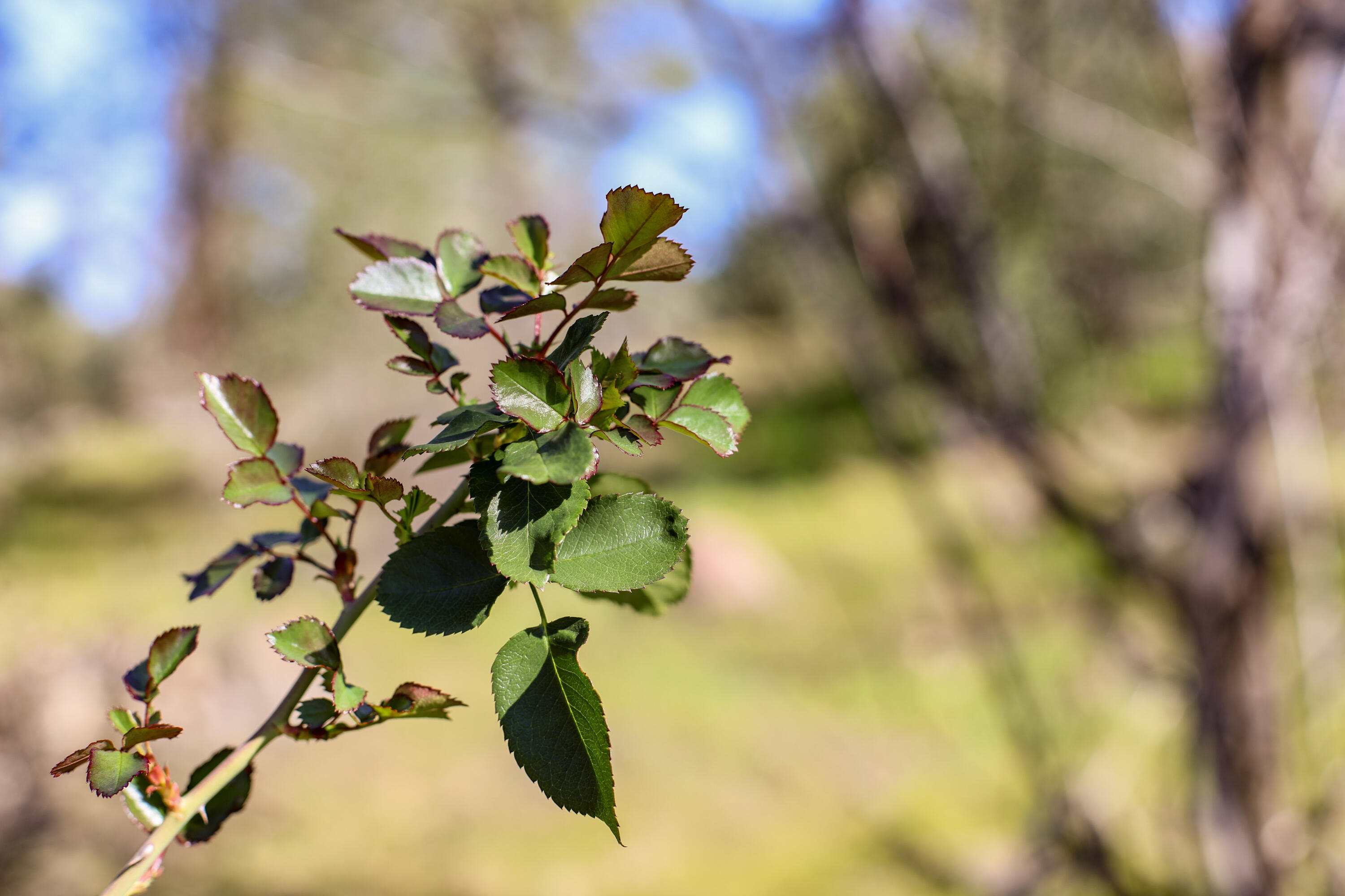 7555 Clear Canyon Road Redding, CA 96001 - Photo 19 of 30 16-IMG_8357