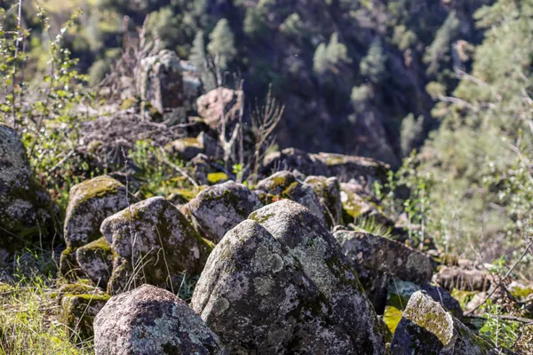 a view of a dry yard with trees