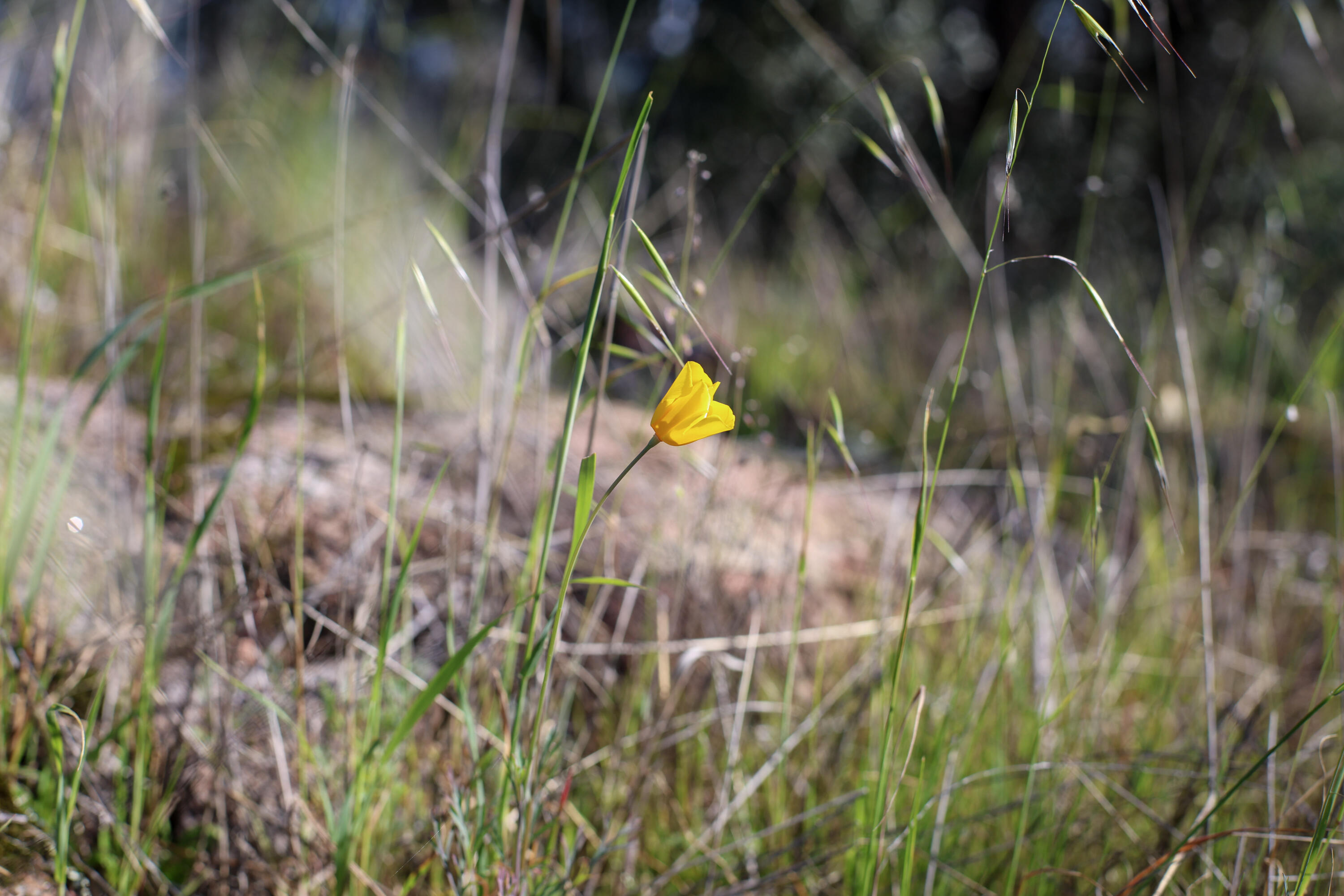 7555 Clear Canyon Road Redding, CA 96001 - Photo 23 of 30 20-IMG_8372