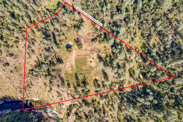 a close up of a plant