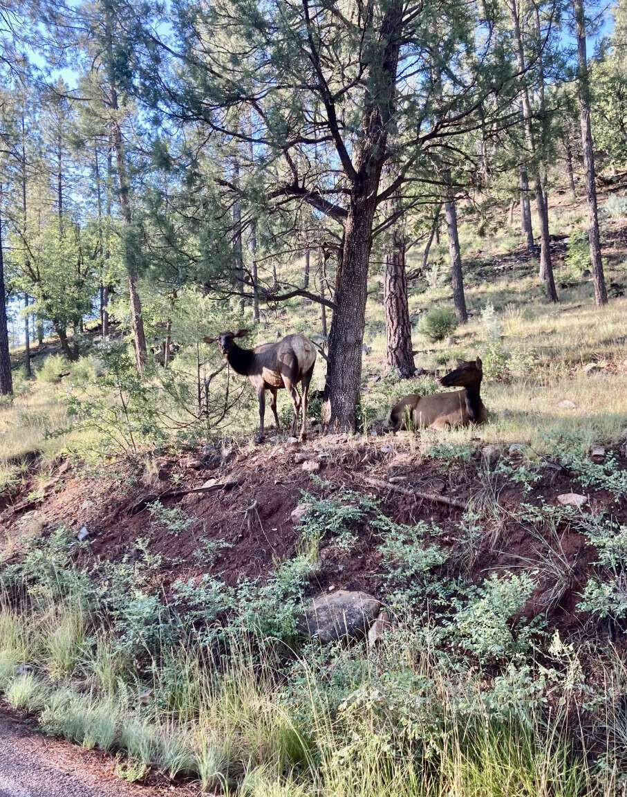 167 South Ranch Lane Payson, AZ 85541 - Photo 14 of 40 a view of some trees in a forest