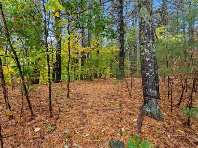 a view of a yard with plants and large trees