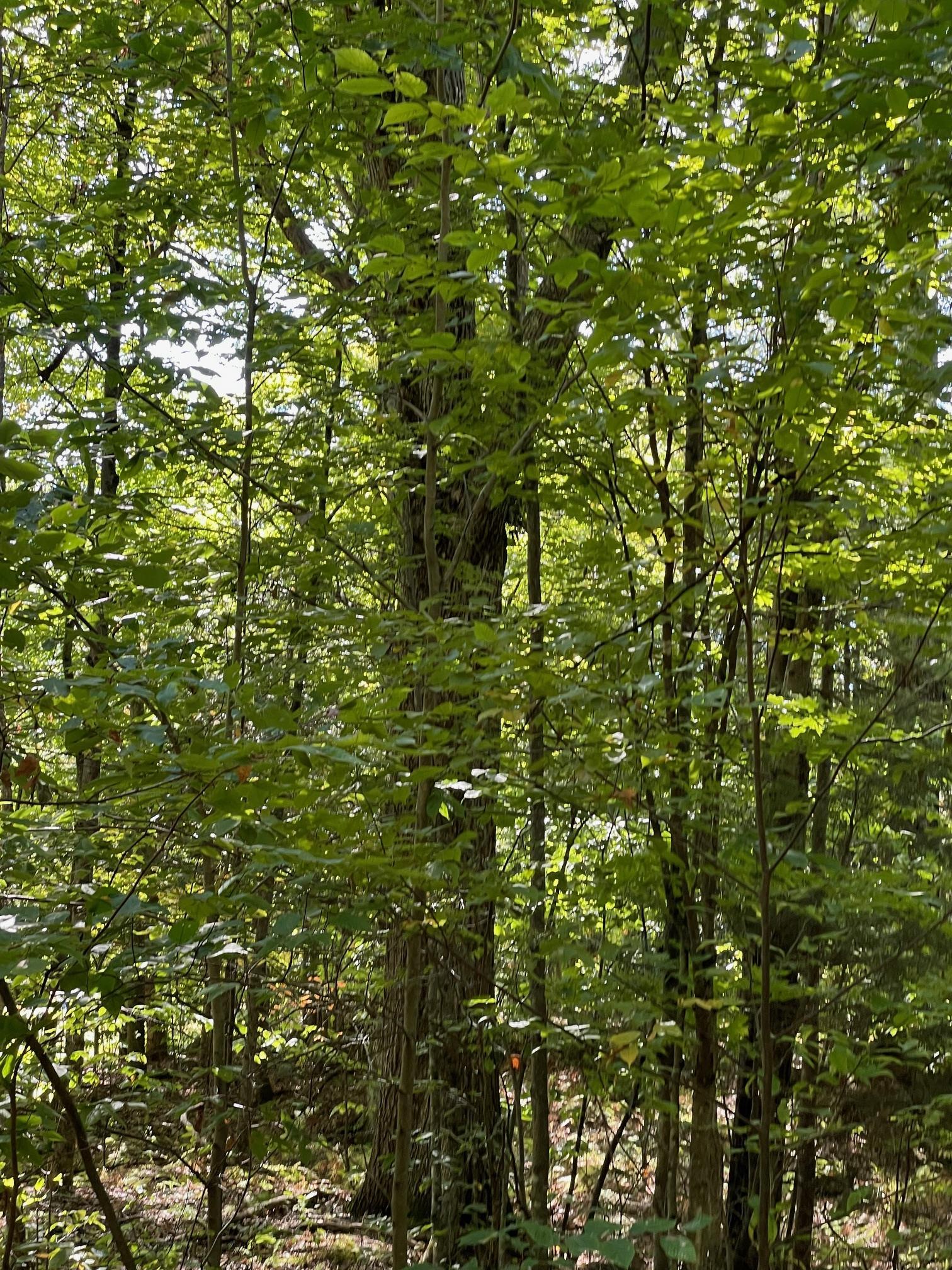 1868 Pond Road Fletcher, VT 05464 - Photo 18 of 19