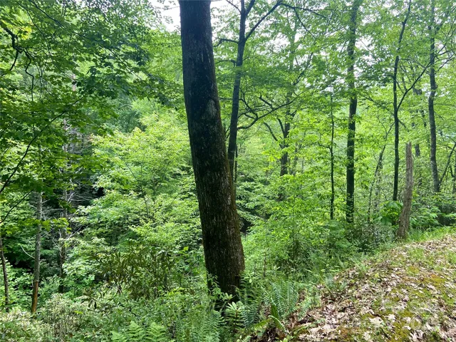 a close up of a plant