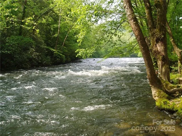 a view of a yard with plants and large trees