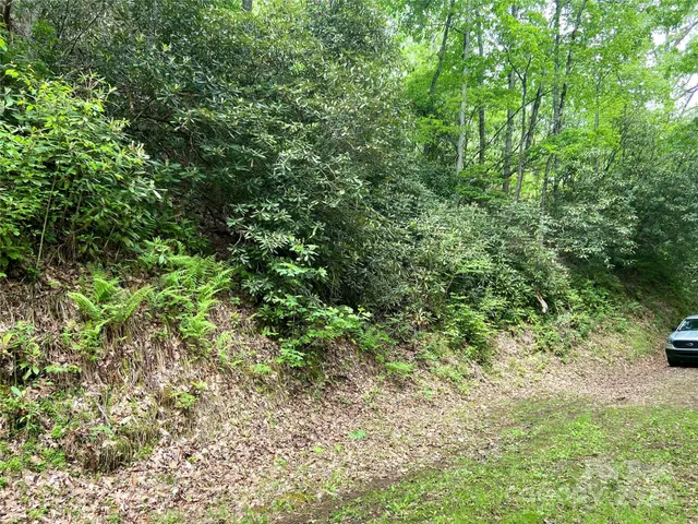 a view of a forest with a tree