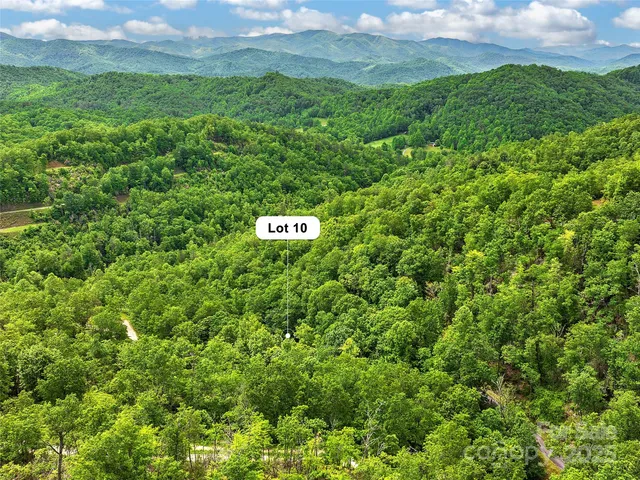 a close up of a lush green forest