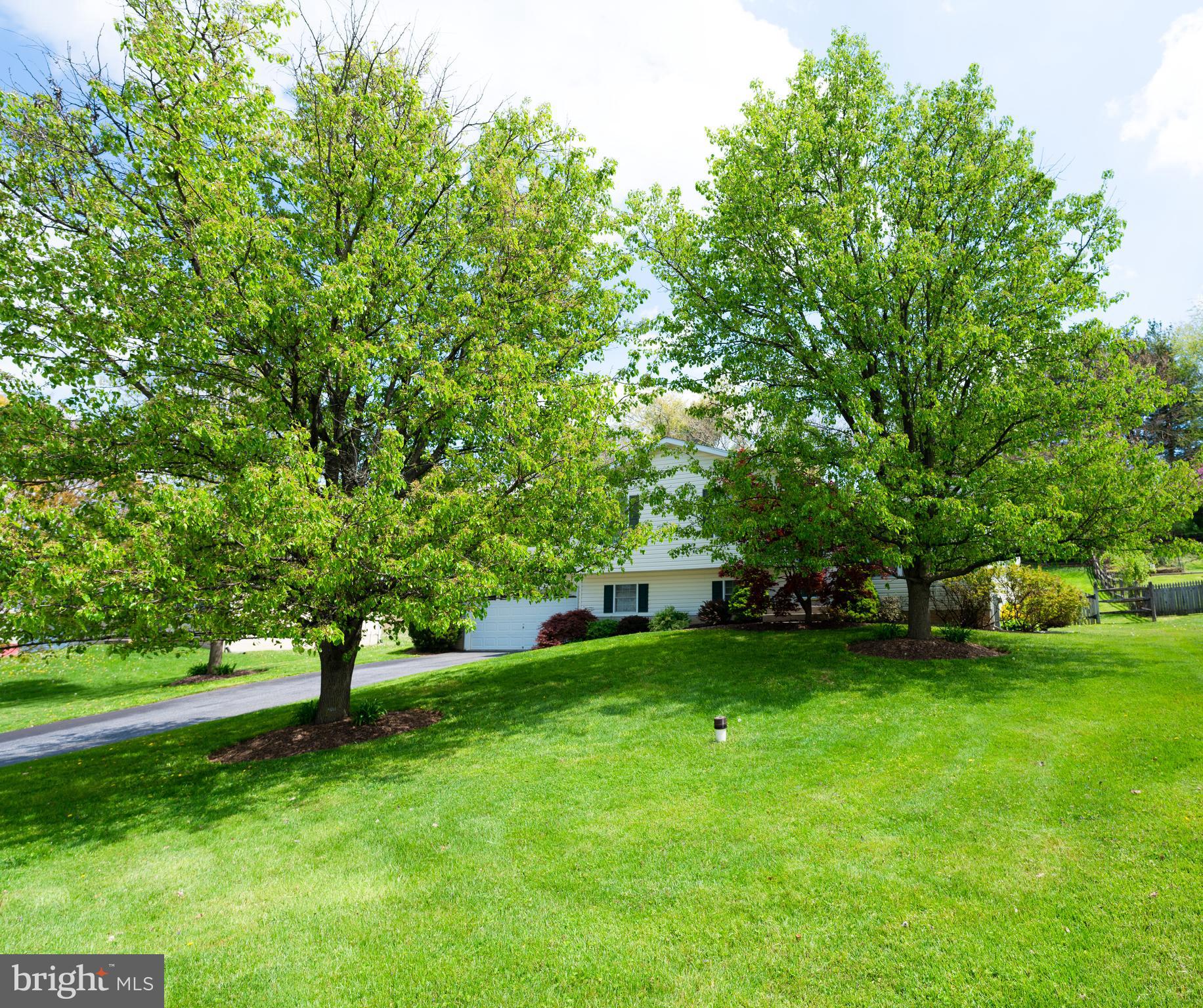 mature shade trees