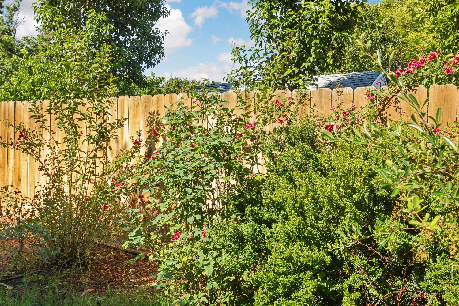 2008 Sheldon Drive Modesto, CA 95350 - Photo 36 of 39 a view of a yard with a tree