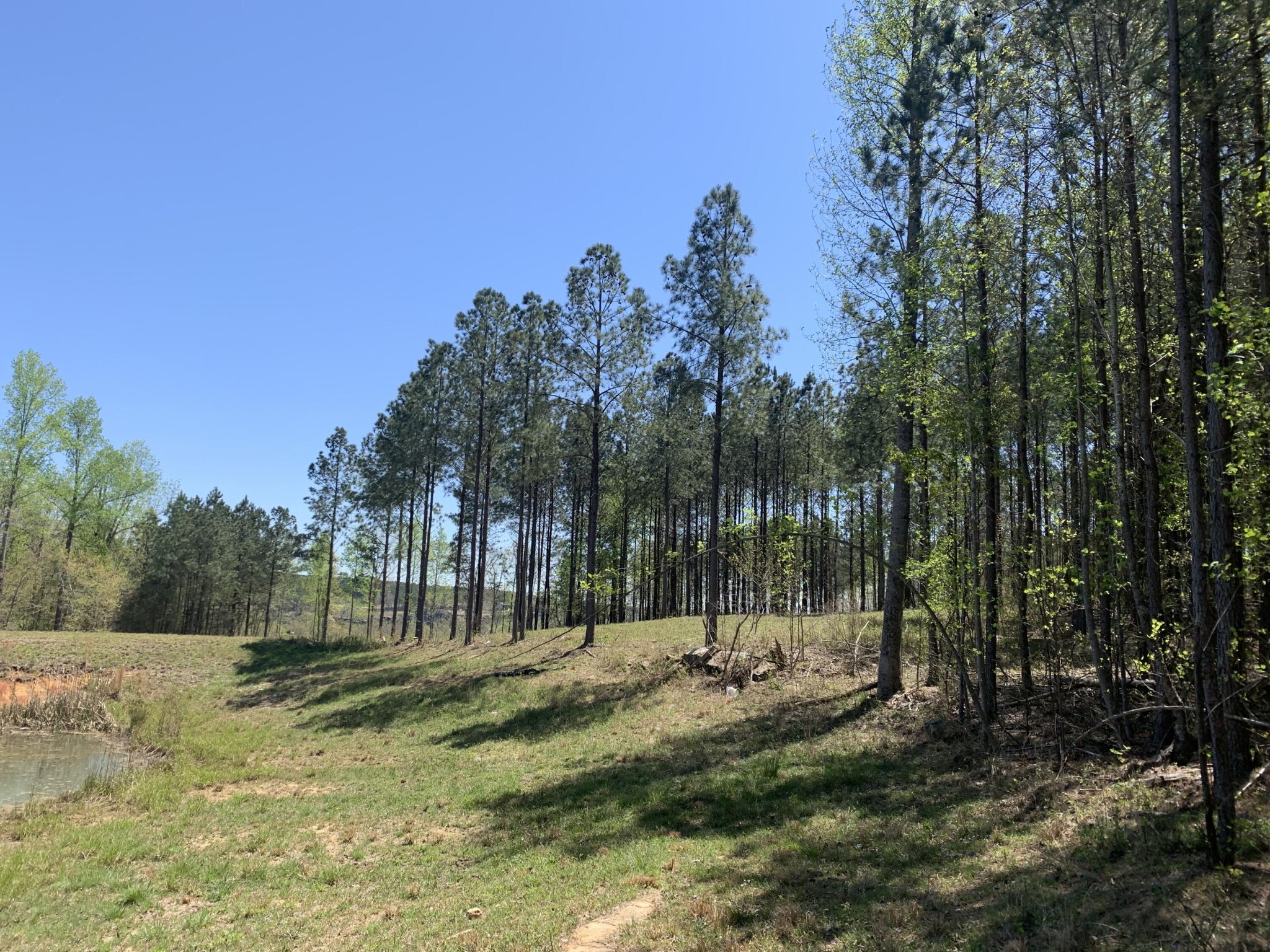 350 Crockett Loop Jasper, TN 37347 - Photo 8 of 55 a view of a park with large trees