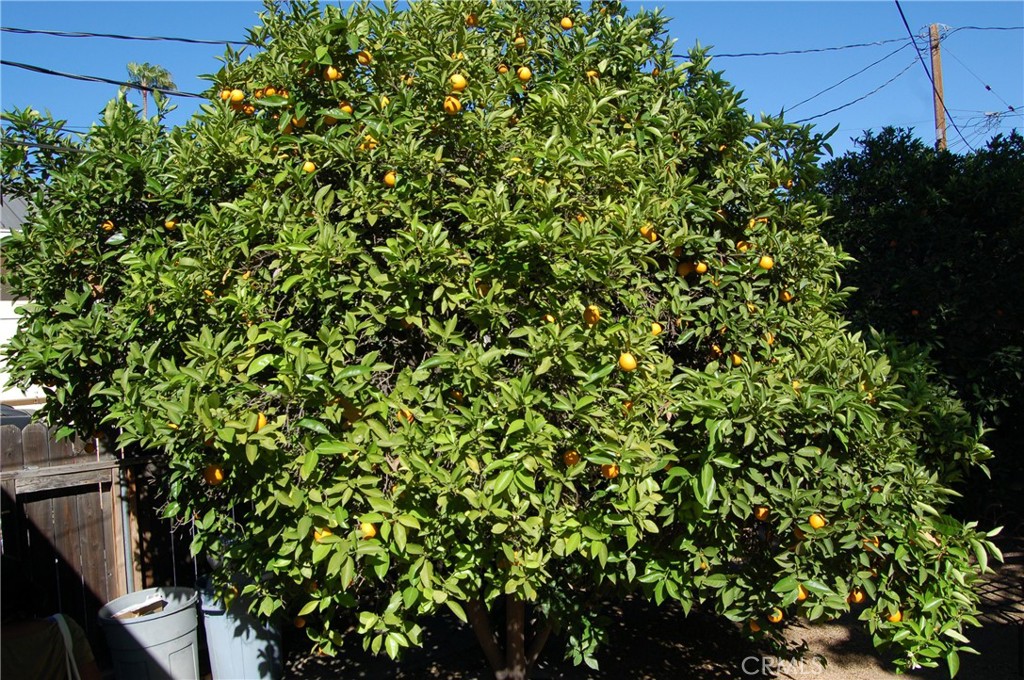 4160 Chestnut Street Riverside, CA 92501 - Photo 34 of 39 a view of a tree