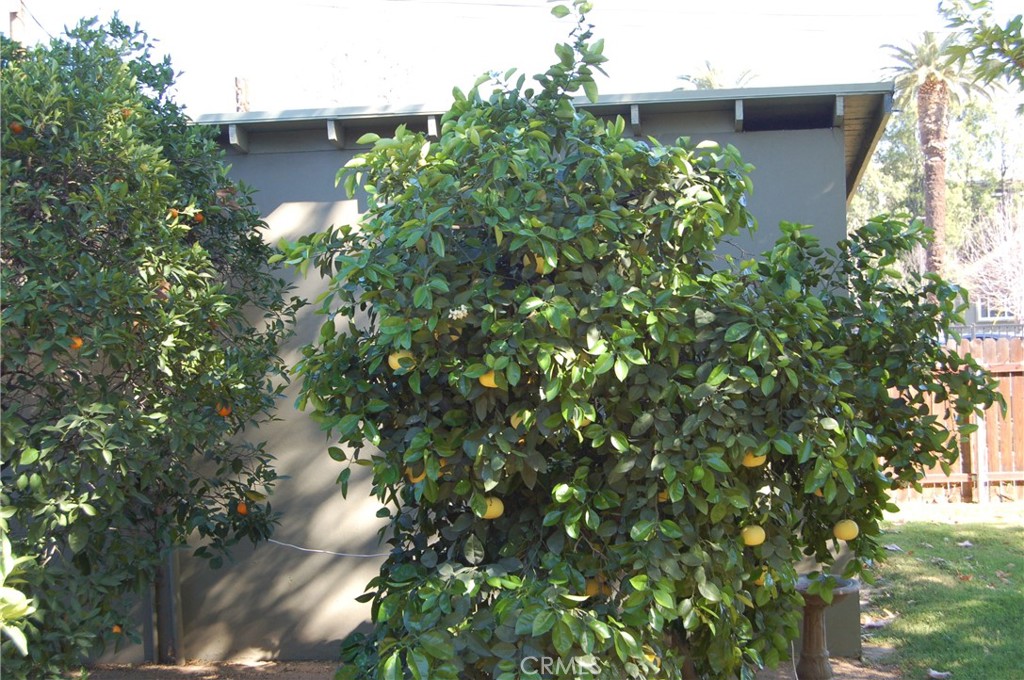 4160 Chestnut Street Riverside, CA 92501 - Photo 35 of 39 a view of a tree in a garden