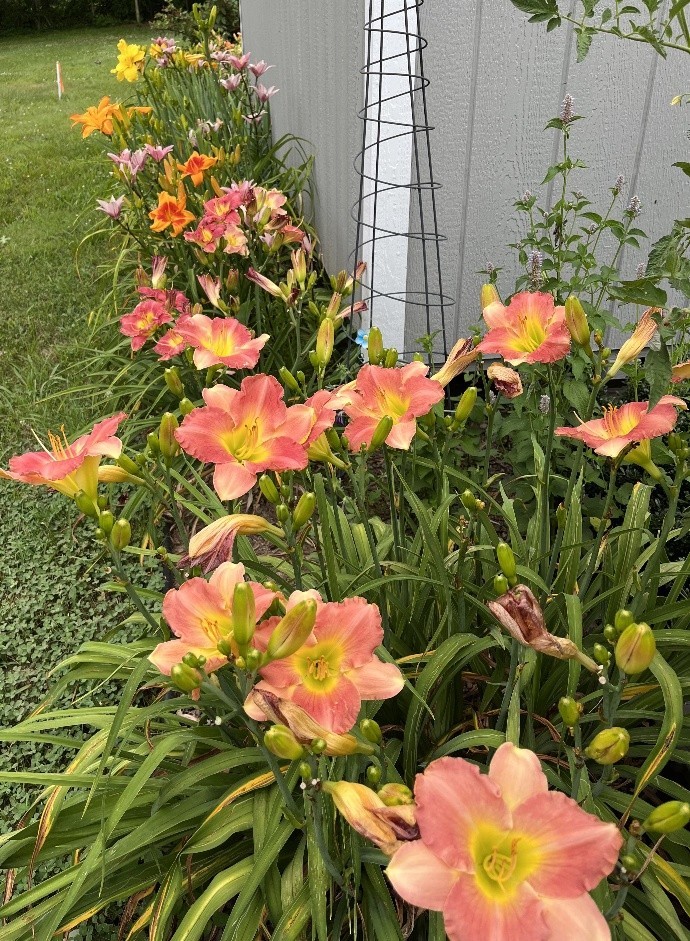 100 Ladybug Lane Bethpage, TN 37022 - Photo 54 of 56 a view of a flower
