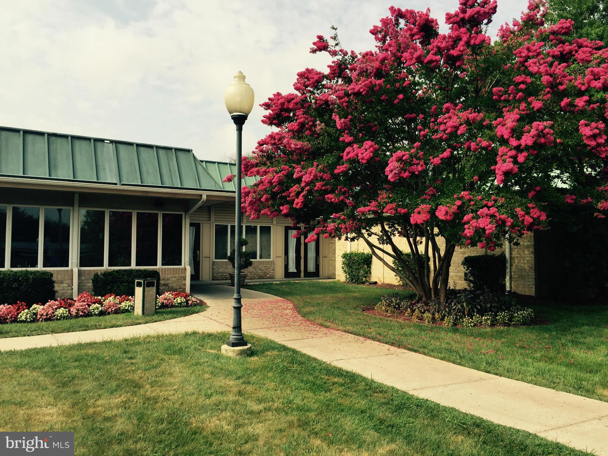 15026 Eardley Court, Unit 280F Silver Spring, MD 20906 - Photo 22 of 30 CREPE MYRTLE BLOOMING AT RESTAURANT DOOR!