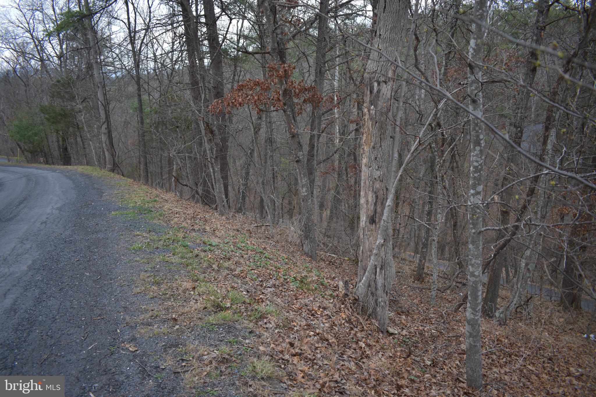 Anderson Road Mount Jackson, VA 22842 - Photo 3 of 6 Serene woodland path by a winding road.