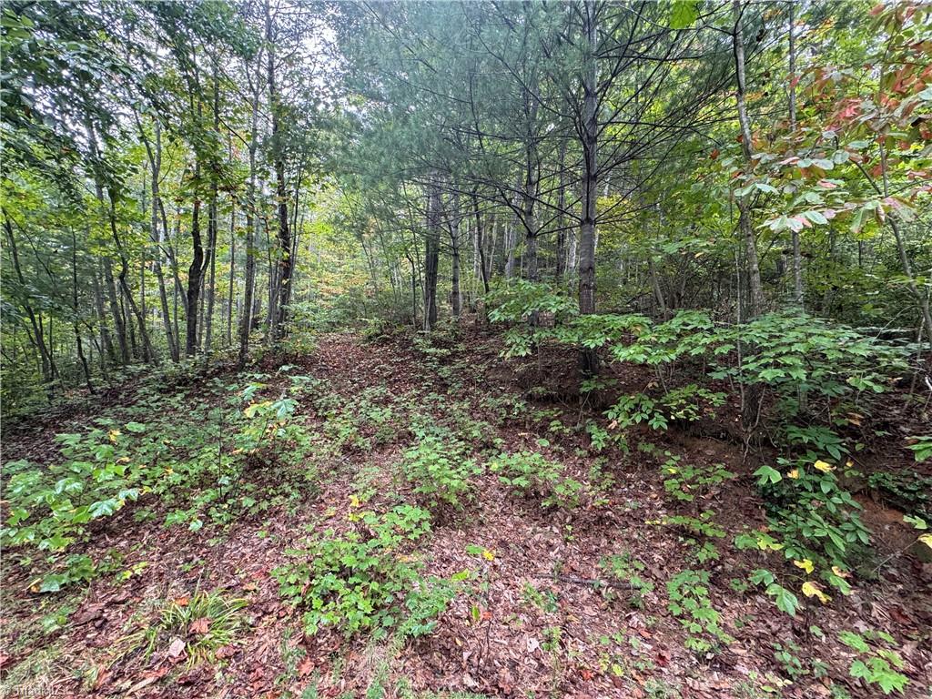 0 Reedy Branch Road Purlear, NC 28665 - Photo 11 of 18 Gallery Image 11