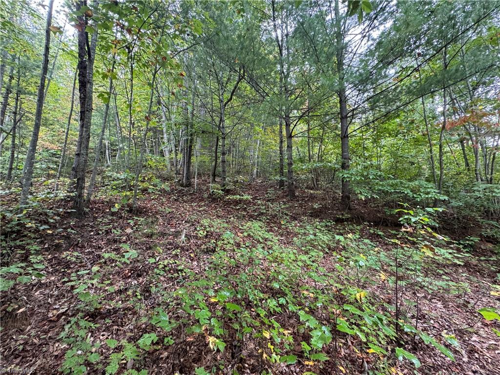 0 Reedy Branch Road Purlear, NC 28665 - Photo 13 of 18 Gallery Image 13