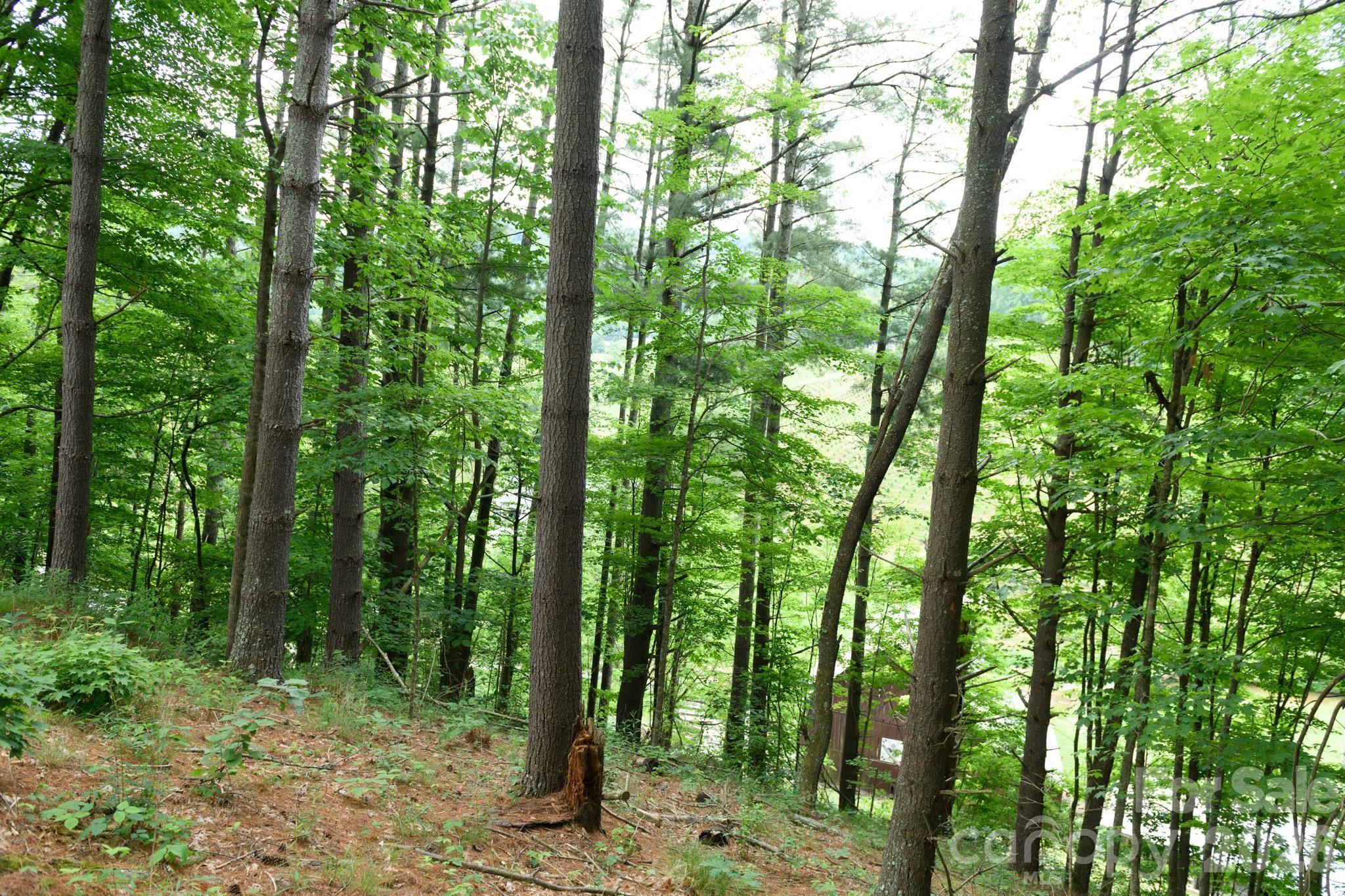 Tbd Tbd Sycamore Road Vilas, NC 28692 - Photo 24 of 38