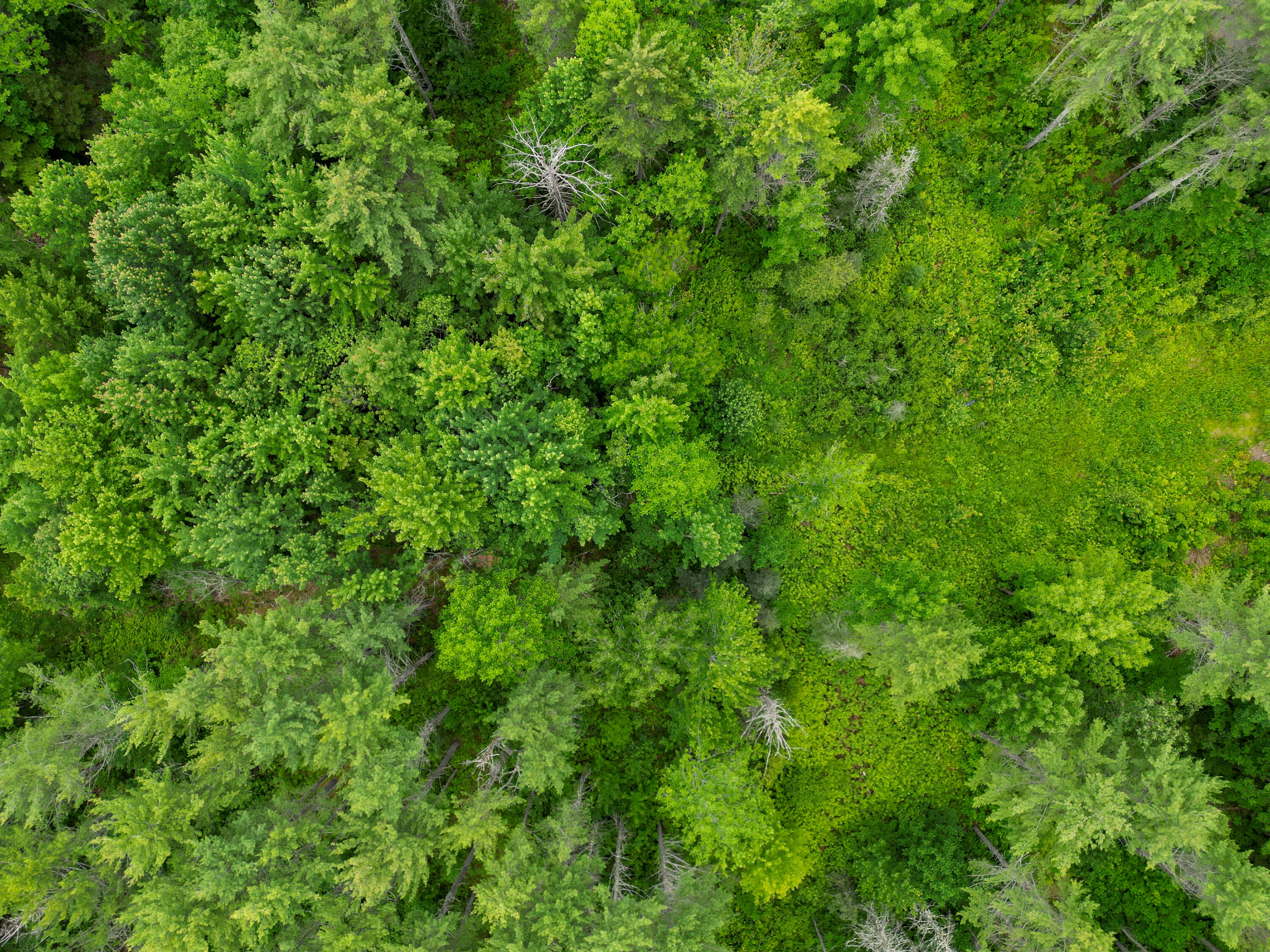 Lot 30 Irish Neighborhood Road Bethel, ME 04217 - Photo 23 of 24 DJI_0630
