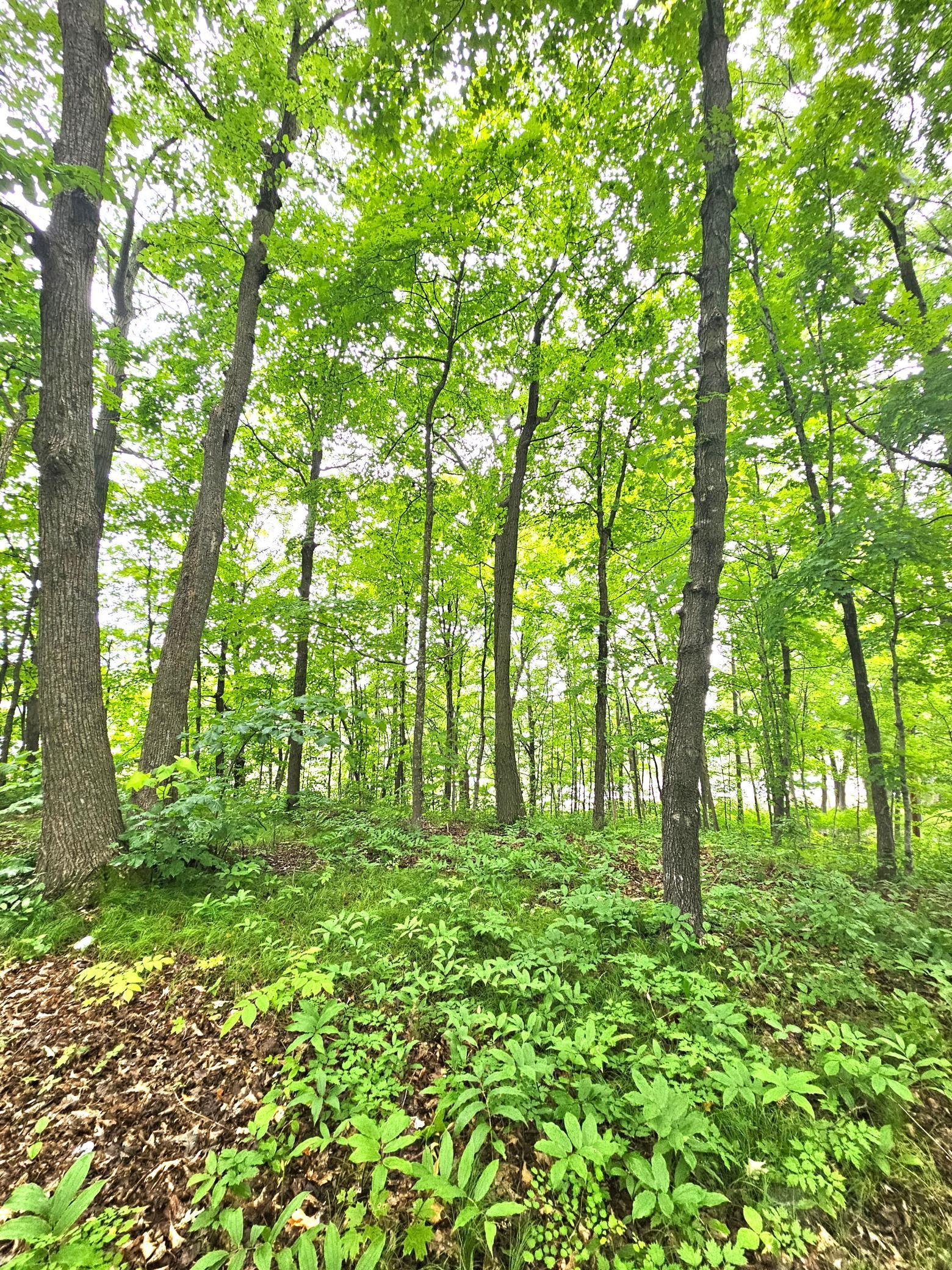 Tbd East Grace Street Isle, MN 56342 - Photo 11 of 19