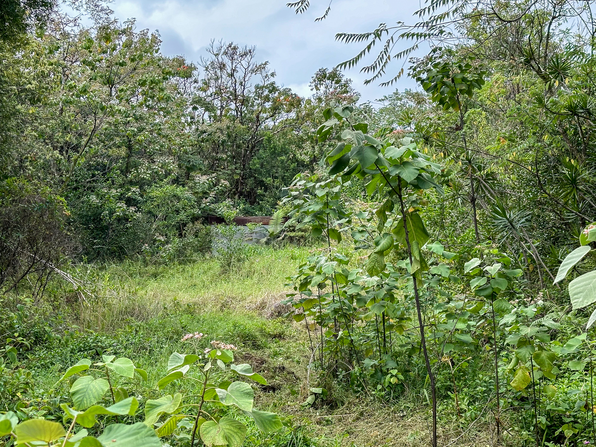 4 Laula Road Hilo, HI 96720 - Photo 6 of 9 a view of a lush green space