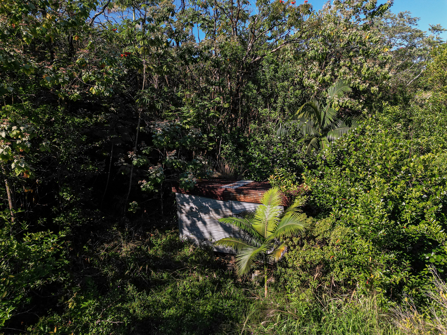 4 Laula Road Hilo, HI 96720 - Photo 8 of 9 a view of a tree in a garden