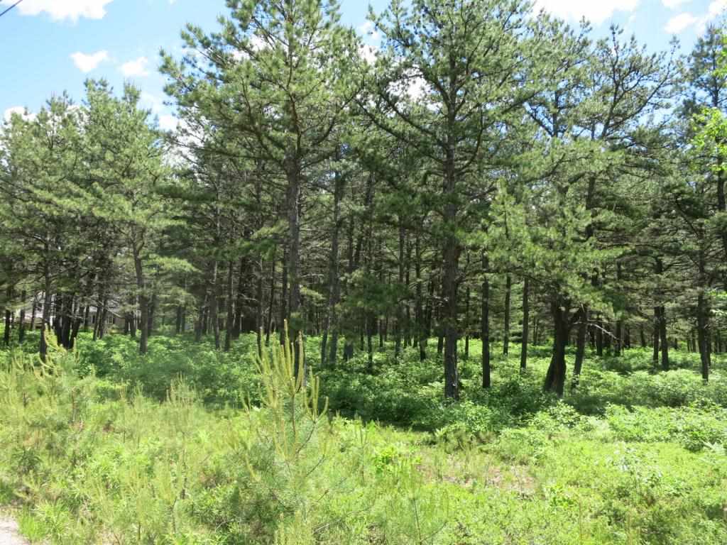 Lot 40 Moores Pond Road Madison, NH 03849 - Photo 1 of 7