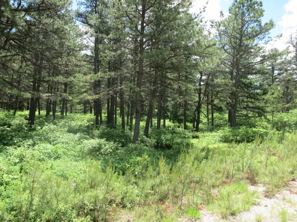 Lot 40 Moores Pond Road Madison, NH 03849 - Photo 2 of 7