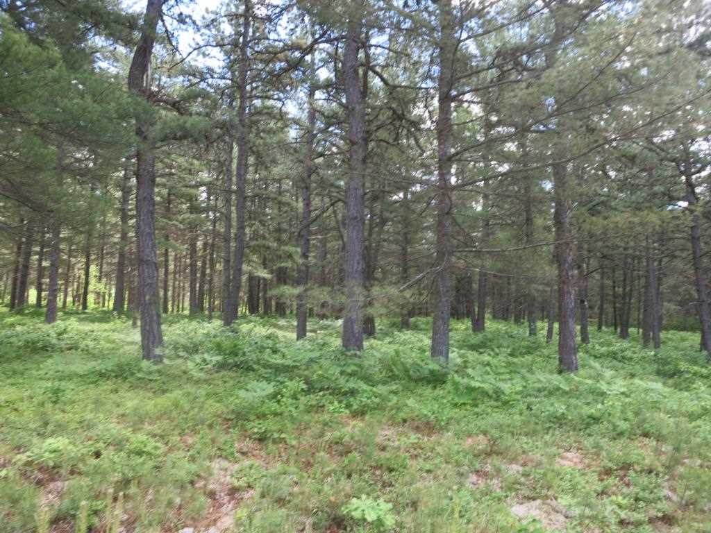 Lot 40 Moores Pond Road Madison, NH 03849 - Photo 3 of 7