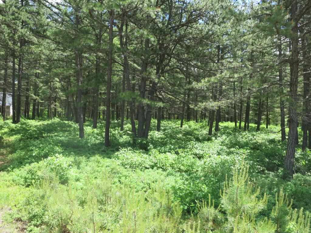 Lot 40 Moores Pond Road Madison, NH 03849 - Photo 6 of 7