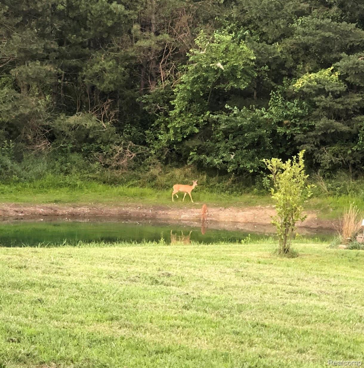 3040 North Mill Road Dryden, MI 48428 - Photo 35 of 46 3040 Mill Deer Pic3.jpg