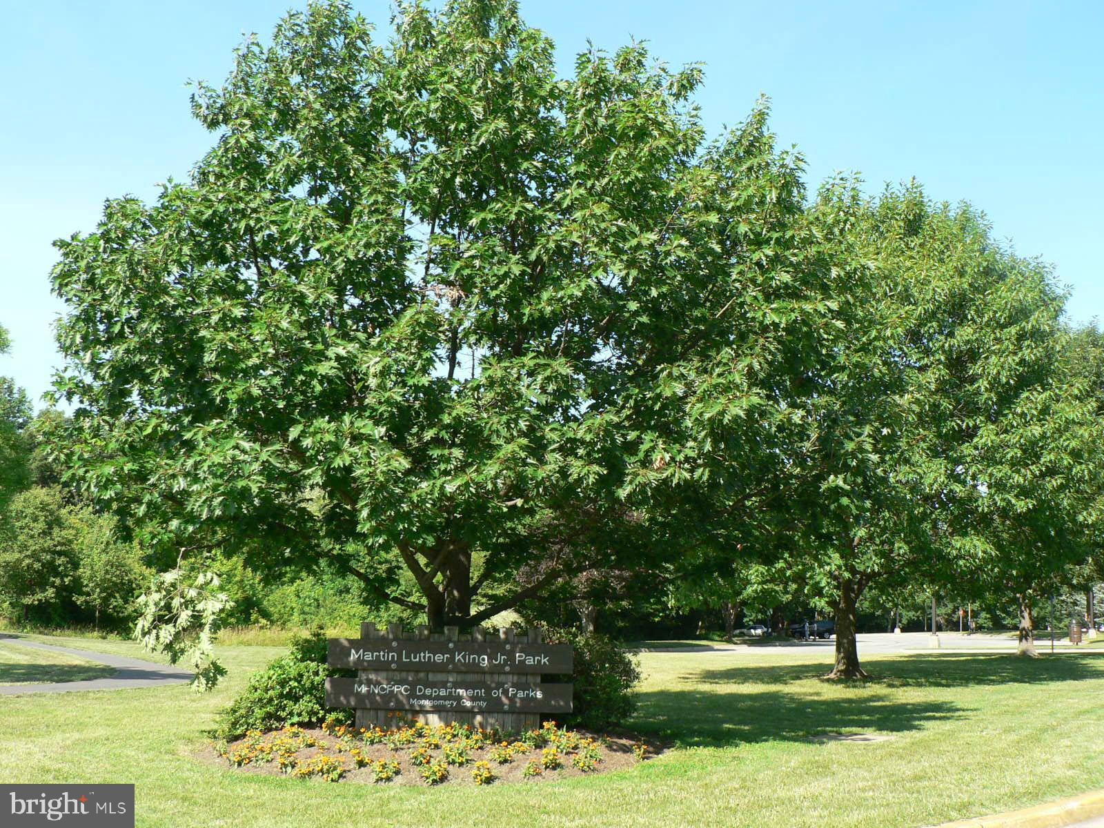 807 Winhall Way Silver Spring, MD 20904 - Photo 67 of 82 a view of a park with large trees