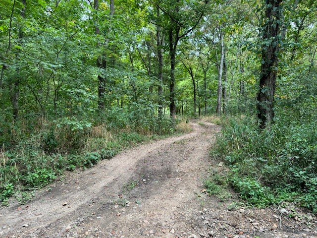0 Fortyeight Creek Road Waynesboro, TN 38485 - Photo 7 of 10 a view of a forest with trees
