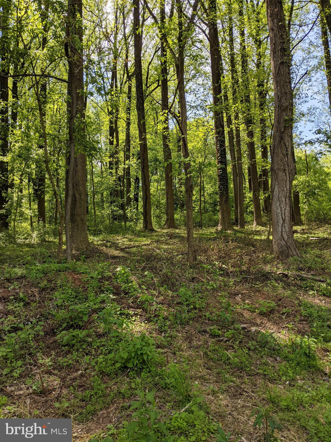 Taylorstown Road Leesburg, VA 20176 - Photo 7 of 15 Gallery Image 7