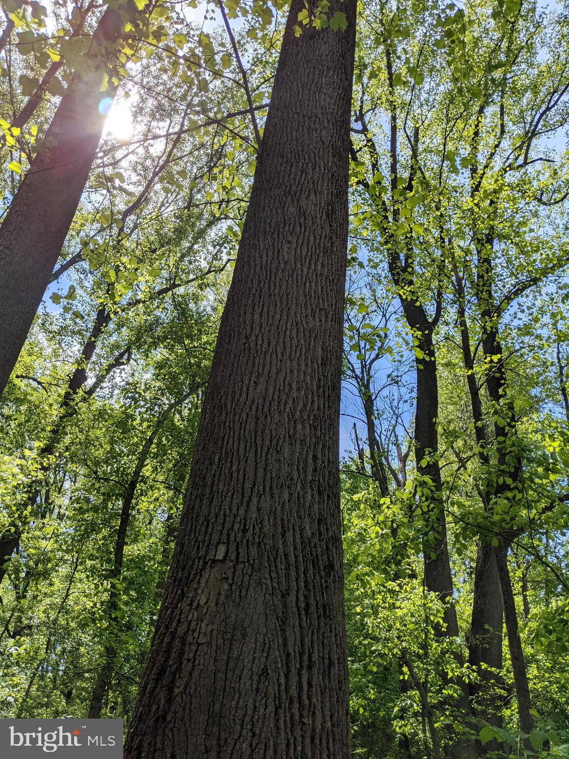 Taylorstown Road Leesburg, VA 20176 - Photo 8 of 15 Marketable timber on property