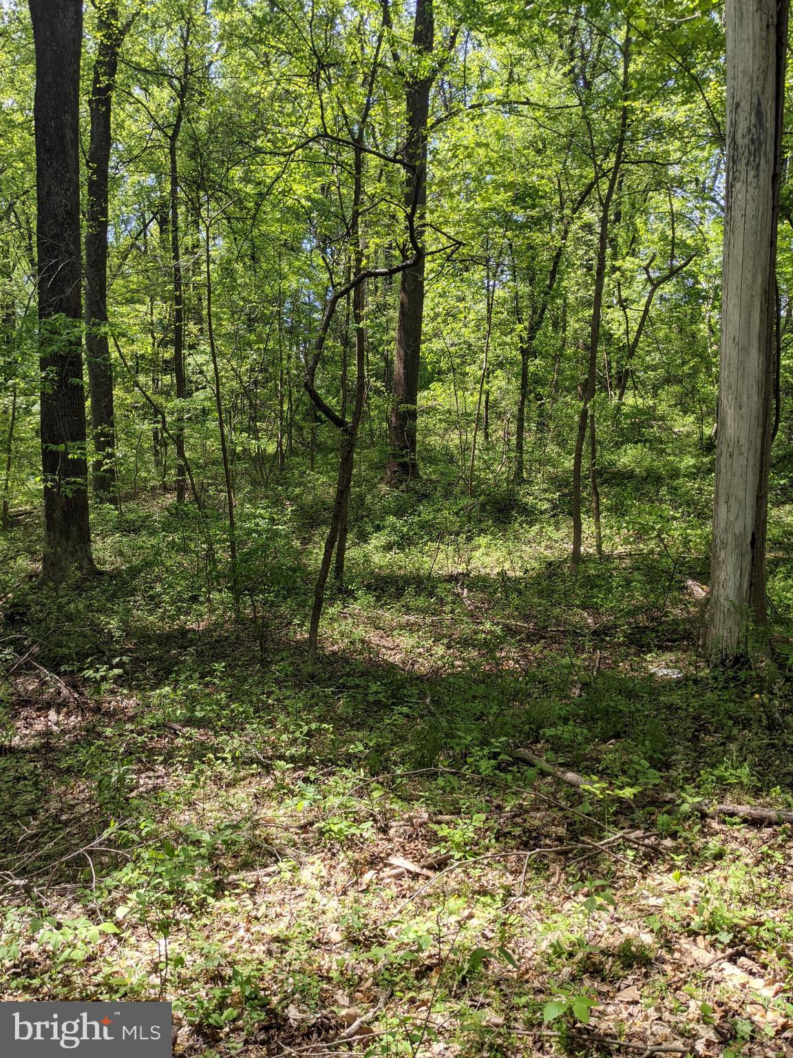 Taylorstown Road Leesburg, VA 20176 - Photo 10 of 15 Gallery Image 10