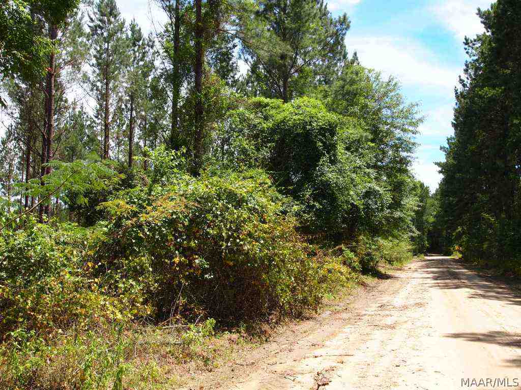 66-acres Dock Wilson Road Samson, AL 36477 - Photo 13 of 23 Gallery Image 13