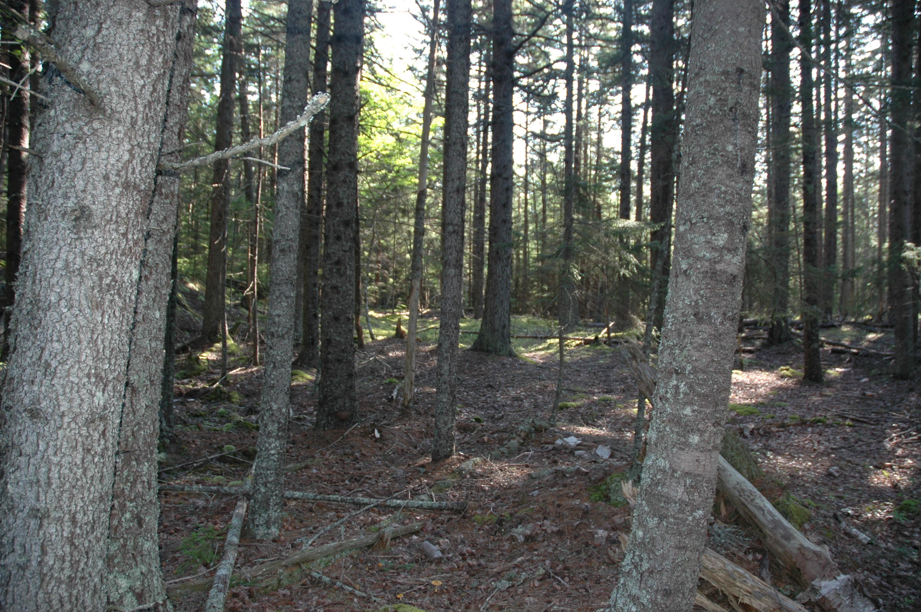 0 Harding Road Cranberry Isles, ME 04625 - Photo 4 of 7 trees