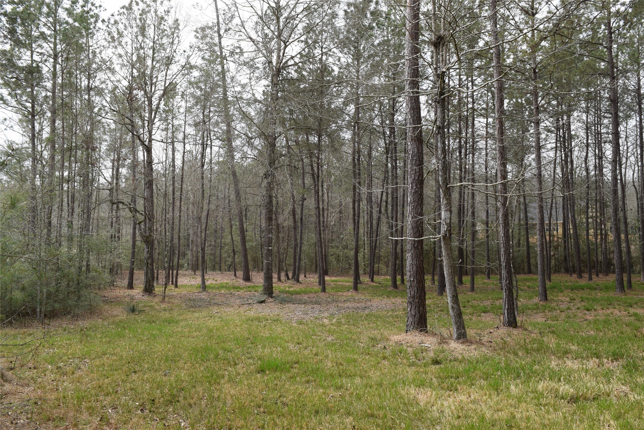 309 Exploration Road New Waverly, TX 77358 - Photo 2 of 30 a view of outdoor space with tall trees