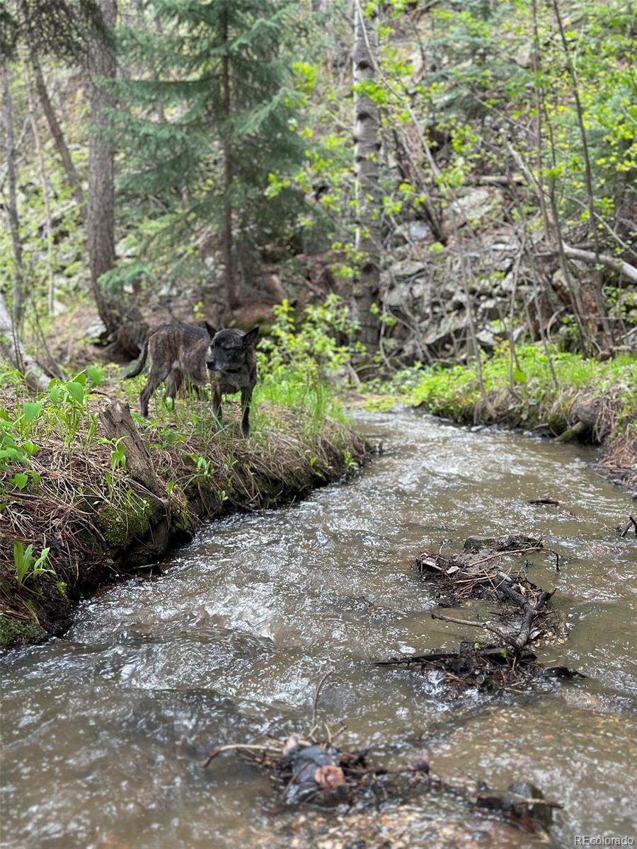 1385 Beaver Brook Canyon Road Evergreen, CO 80439 - Photo 47 of 49 a view of a plants with yard