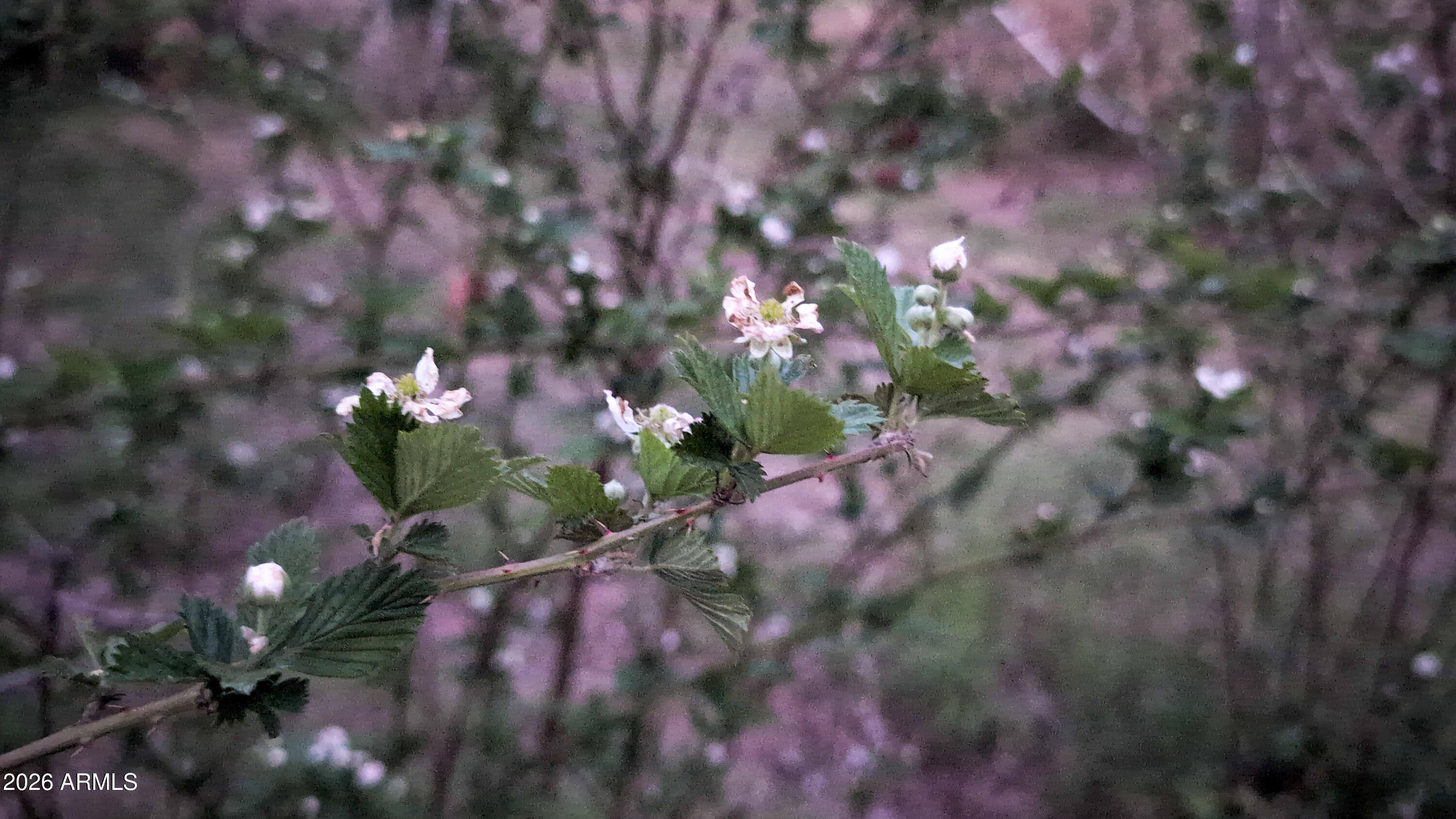 1165 North Willard Road Cottonwood, AZ 86326 - Photo 71 of 122 a view of a flower