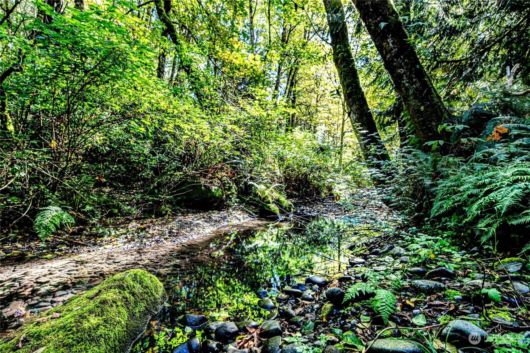 283 Schmitt Road Port Angeles, WA 98363 - Photo 33 of 40 a plant view in yard