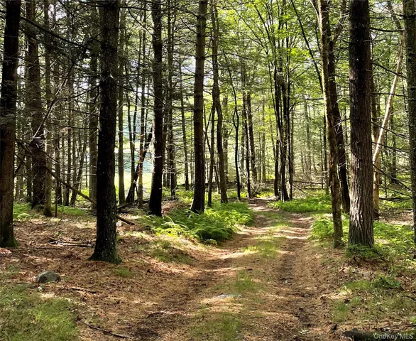 a view of a forest with a tree