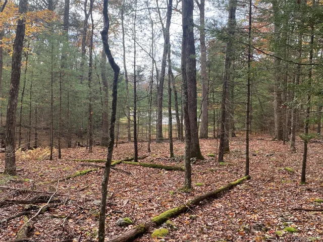 a view of a trees from a window