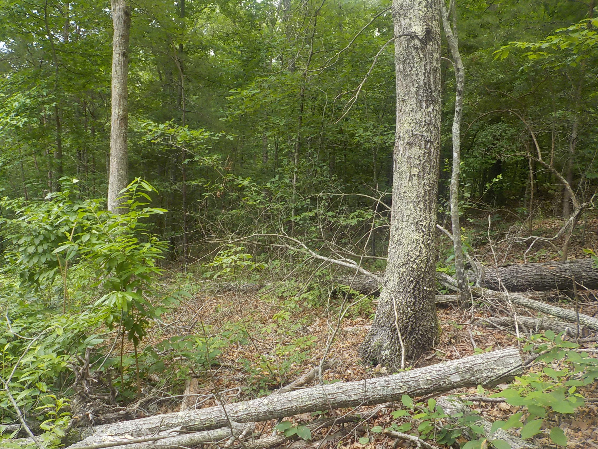 1296 Steve Brown Road Bean Station, TN 37708 - Photo 22 of 30 027
