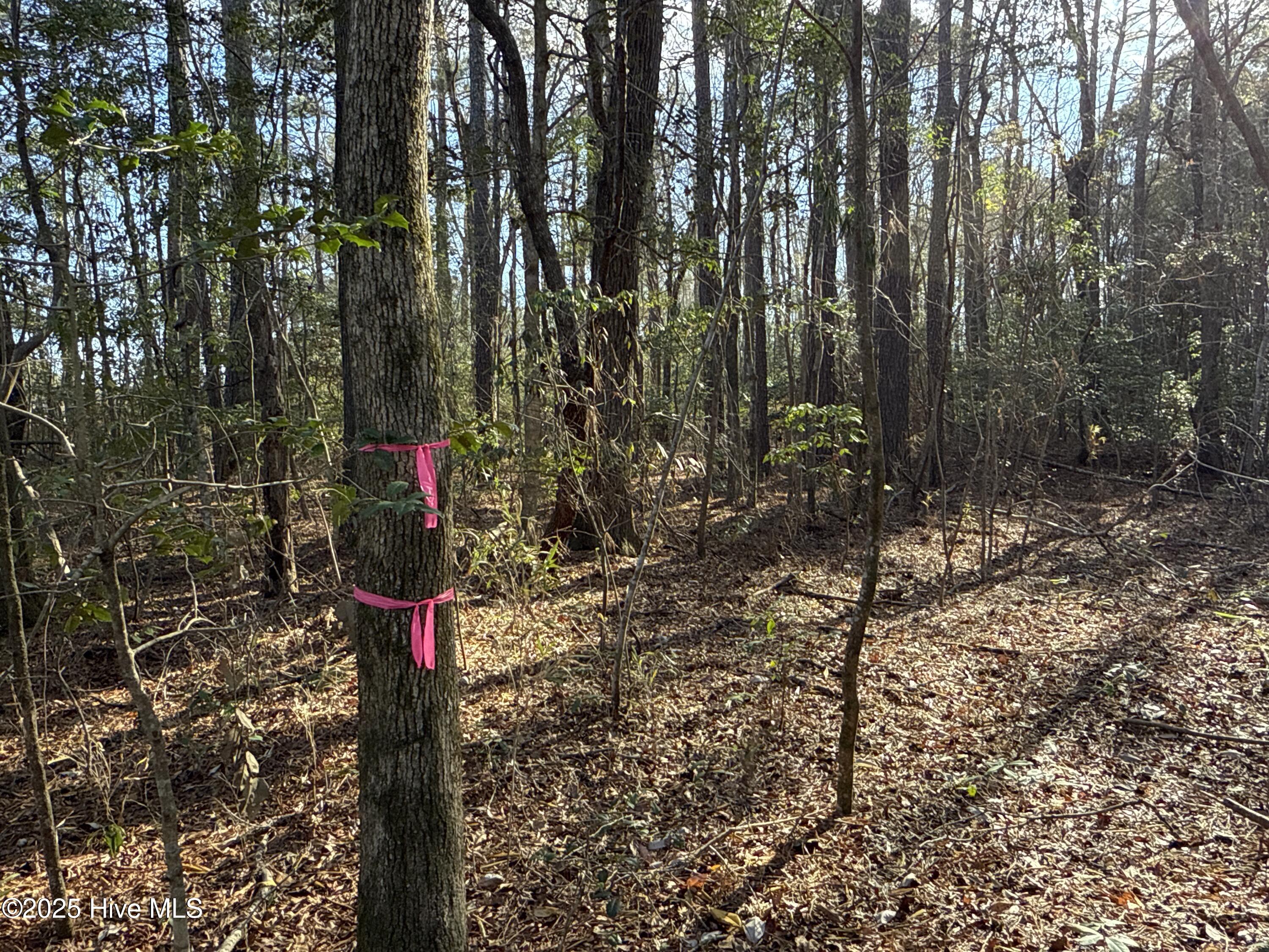 717 Mill Hole Road Washington, NC 27889 - Photo 8 of 10 Timber
