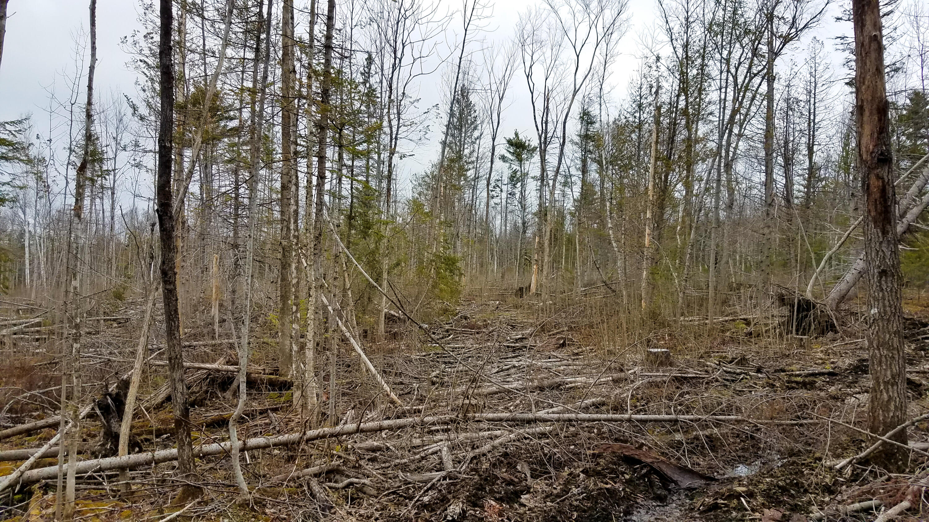 Lot 30 Charleston Road Dexter, ME 04930 - Photo 18 of 42 Lot 30 (14 of 38)